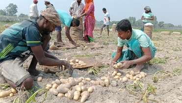 আলু চাষ করে বিপাকে বগুড়ার কৃষক, প্রধানমন্ত্রীর হস্তক্ষেপ কামনা